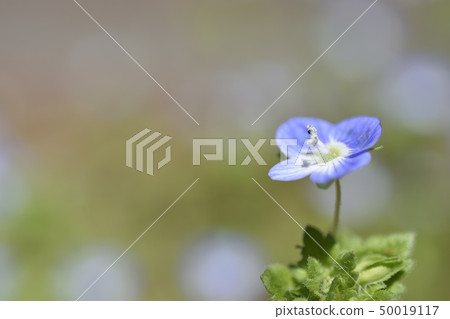 Persian speedwell Persian speedwell 50019117