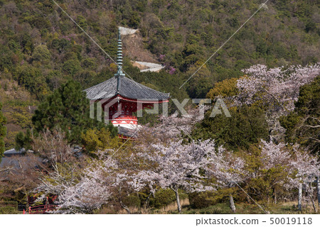 Tata Tower and Sakura Tata Tower and Sakura 50019118