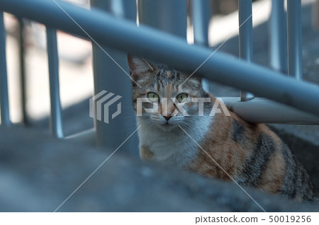 貓在路邊 50019256