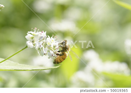 Buckwheat flower and honeybee buckwheat flower buckwheat flower honeybee honeybee honeybee insect honey 50019365