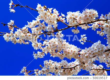 Cherry blossoms in full bloom blue sky background yoshino cherry tree 50019517