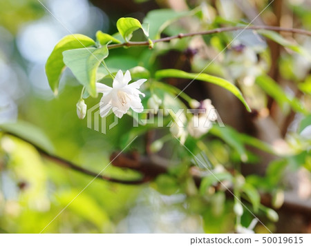 close up of little tiny soft flower Water Jasmin 50019615