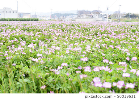 Lenge field Lenge field 50019631