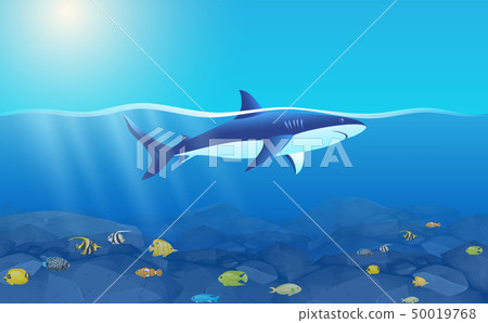 White shark in the ocean in the day 50019768