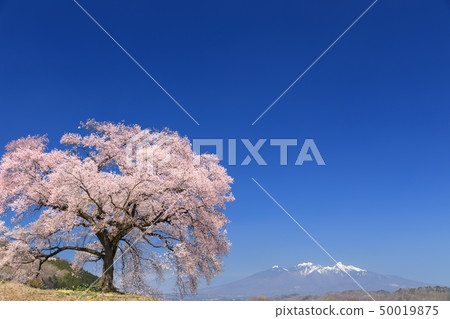 Yatsugatake Mountain Range_Waniwaka Sakura Yatsugatake Mountain Range_Waniwaka Sakura 50019875