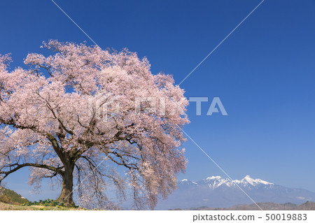 Yatsugatake Mountain Range_Waniwaka Sakura 50019883
