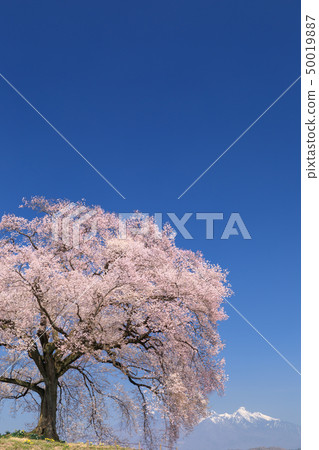 Yatsugatake Mountain Range_Waniwaka Sakura Yatsugatake Mountain Range_Waniwaka Sakura 50019887
