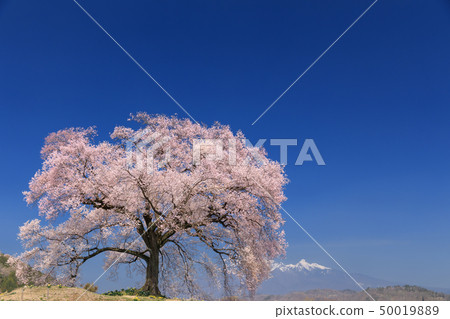 Yatsugatake Mountain Range_Waniwaka Sakura 50019889