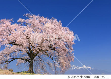 Yatsugatake Mountain Range_Waniwaka Sakura 50019890