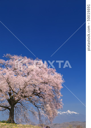 Yatsugatake Mountain Range_Waniwaka Sakura Yatsugatake Mountain Range_Waniwaka Sakura 50019891