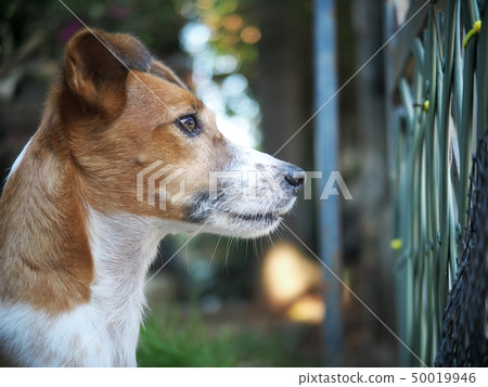 happy active young Jack Russel, Rusell terrier dog happy active young Jack Russel, Rusell terrier dog 50019946