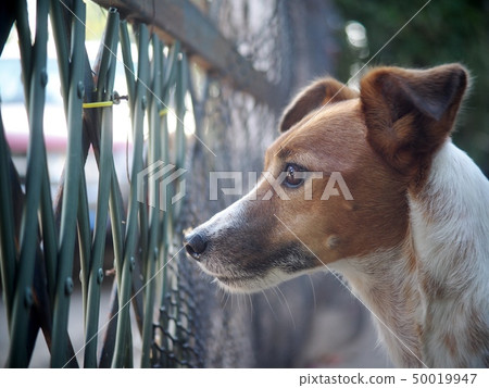 happy active young Jack Russel, Rusell terrier dog 50019947