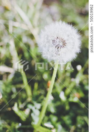 dandelion 50019962