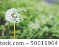 蒲公英 50019964