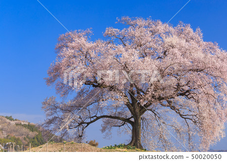 早晨太陽的櫻花_ Wanizuka 早晨太陽的櫻花_ Wanizuka 50020050