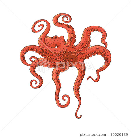 Red octopus swimming underwater in dramatic pose Red octopus swimming underwater in dramatic pose 50020189