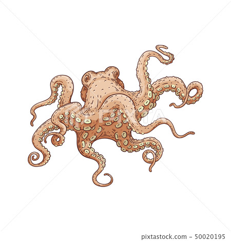 Hand drawn designed octopus beige sea element... - Stock