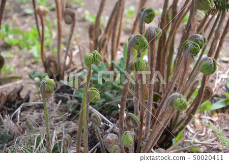 Spring Spring 50020411