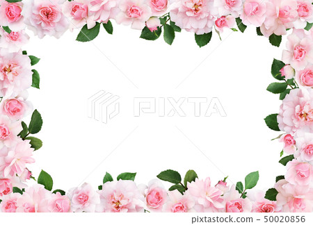 Beautiful frame with pink rose flowers and leaves 50020856