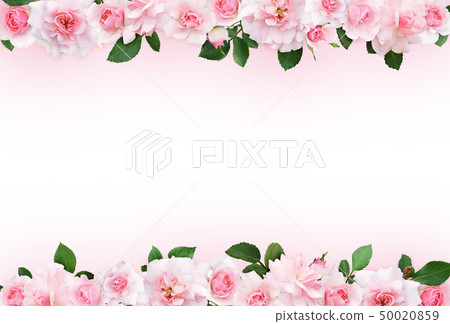 Pink background with rose flowers and leaves 50020859