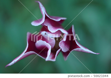 盛開在五顏六色 盛開在五顏六色 50021044