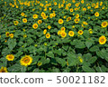 Sunflower field 50021182
