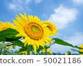 sunflower	 50021186