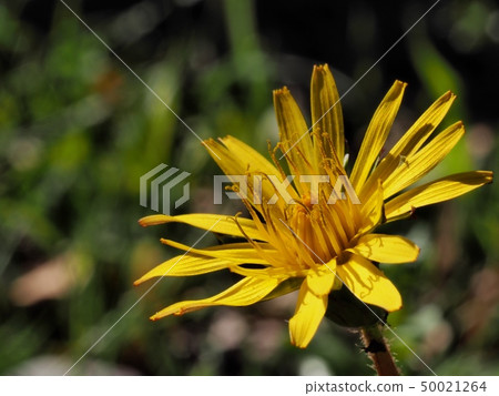 Dandelion flower 50021264