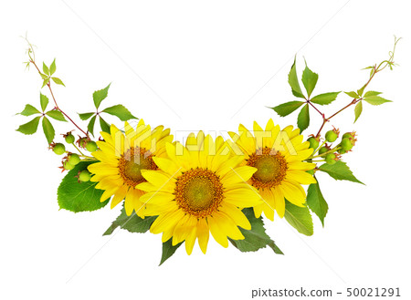 Sunflowers, green berries and leaves of wild grape 50021291