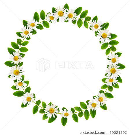 Fresh green leaves of Siberian peashrub and daisy 50021292