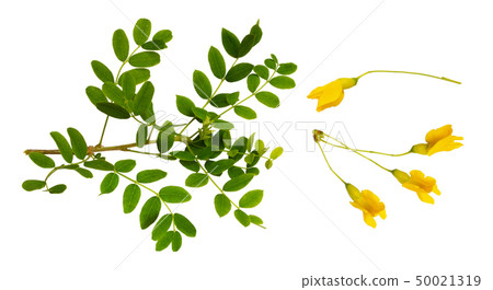 Set of fresh green leaves and yellow flowers of Set of fresh green leaves and yellow flowers of 50021319