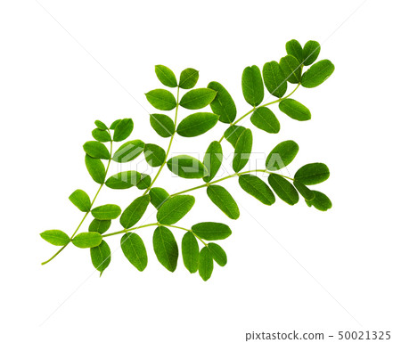 Fresh green leaves of Siberian peashrub 50021325