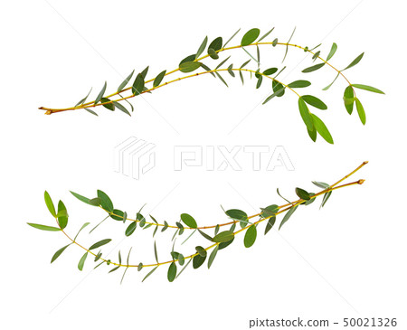 Decorative eucalyptus green leaves in wave 50021326