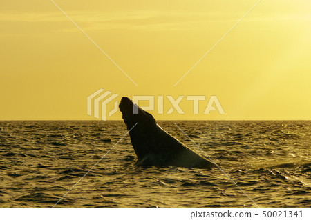 Ogasawara The jump of the humpback whale 50021341