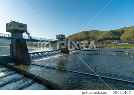 Scenery of Aoi in the Yoshii River [Akamata City Kawara-yai Pass] 50021467