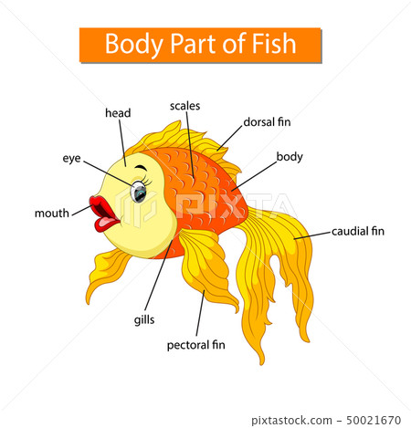 Diagram showing body part of fish 50021670