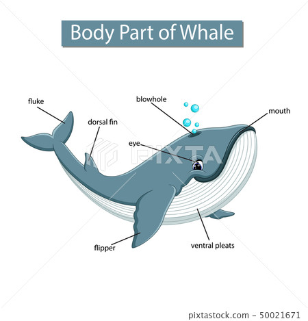 Diagram showing body part of whale 50021671