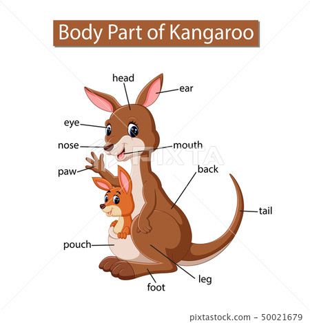 Diagram showing body part of kangaroo 50021679