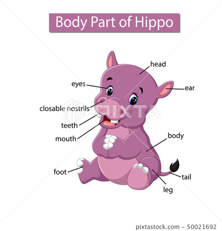Diagram showing body part of hippo Diagram showing body part of hippo 50021692
