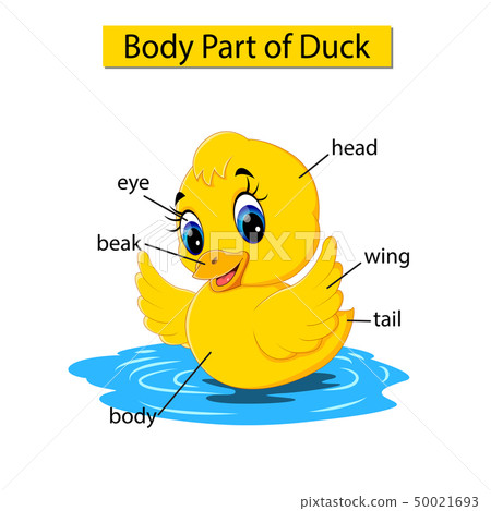 Diagram showing body part of duck Diagram showing body part of duck 50021693