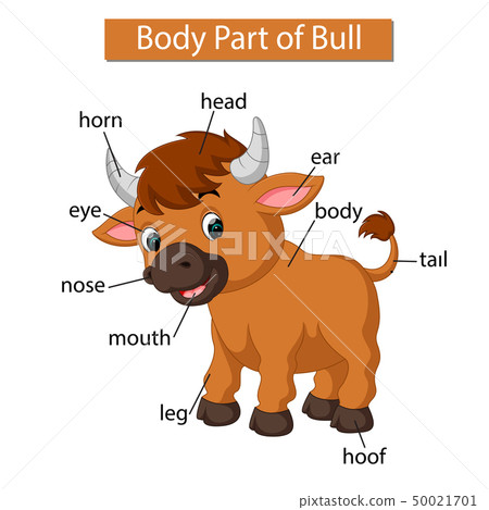 Diagram showing body part of bull Diagram showing body part of bull 50021701