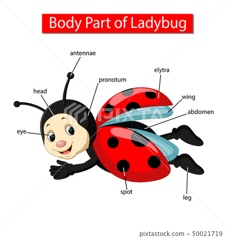 Diagram showing body part of ladybug 50021719
