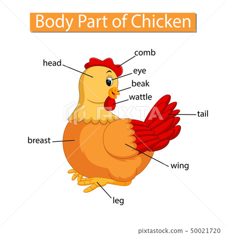Diagram showing body part of chicken Diagram showing body part of chicken 50021720