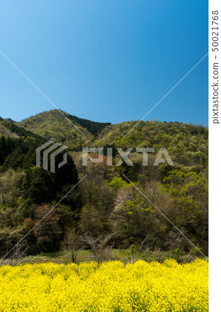 Landscape of forest and rape field [Tsuyama City, Okayama Prefecture] 50021768