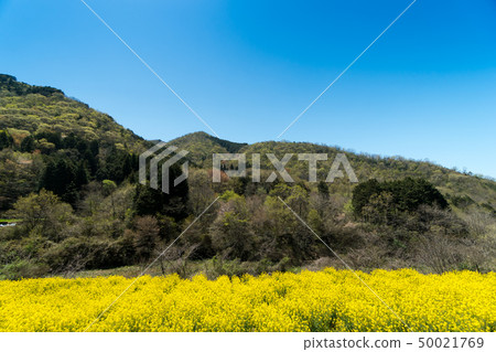 Landscape of forest and rape field [Tsuyama City, Okayama Prefecture] 50021769