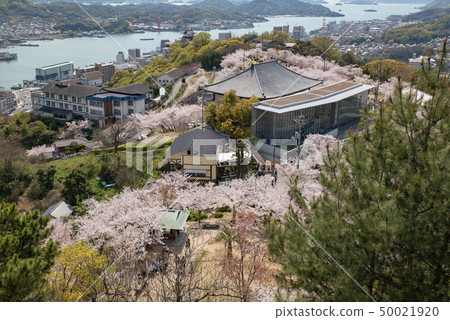 Onomichi City Senkoji Park Spring 50021920