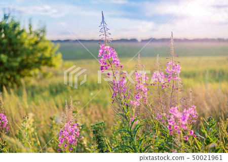 Red flowers of a willow-herb on a meadow 50021961