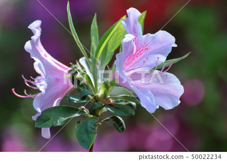 盛開的激情花 盛開的激情花 50022234
