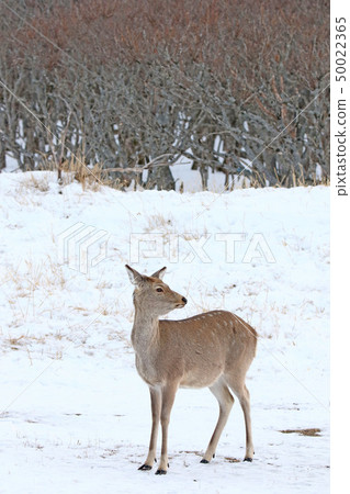 梅花鹿站在稀疏的森林wilderly [冬季] /女性成年人（A 3-3） 50022365