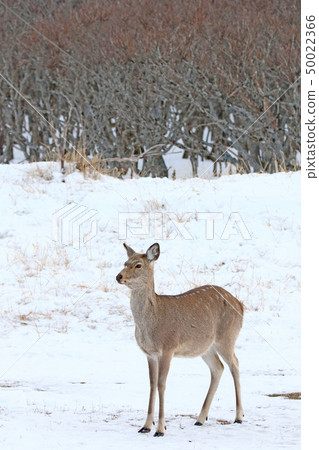 Ezo鹿站在稀疏的森林wilderly [冬季] /女性成年人（A·3-1） 50022366